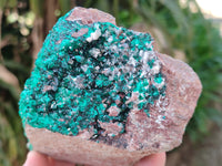 Natural Classic Large Dioptase On Dolomite Cabinet Specimen x 1 From Likasi, Congo