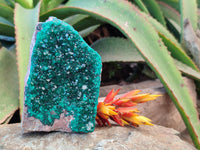 Natural Classic Large Dioptase On Dolomite Cabinet Specimen x 1 From Likasi, Congo