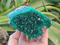 Natural Classic Large Dioptase On Dolomite Cabinet Specimen x 1 From Likasi, Congo