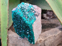 Natural Classic Large Dioptase On Dolomite Cabinet Specimen x 1 From Likasi, Congo