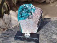 Natural Classic Large Dioptase On Dolomite Cabinet Specimen x 1 From Likasi, Congo