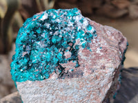 Natural Classic Large Dioptase On Dolomite Cabinet Specimen x 1 From Likasi, Congo