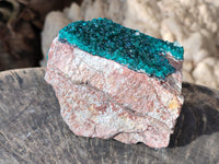 Natural Classic Large Dioptase On Dolomite Cabinet Specimen x 1 From Likasi, Congo