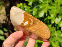 Polished Picture Stone Jasper Standing Free Forms x 2 From Ais-Ais, Namibia
