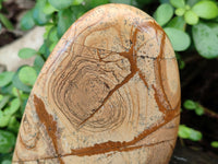 Polished Picture Stone Jasper Standing Free Forms x 2 From Ais-Ais, Namibia