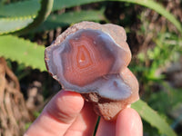 Polished On One Side Red Sashe River Agate Nodules x 20 From Zimbabwe
