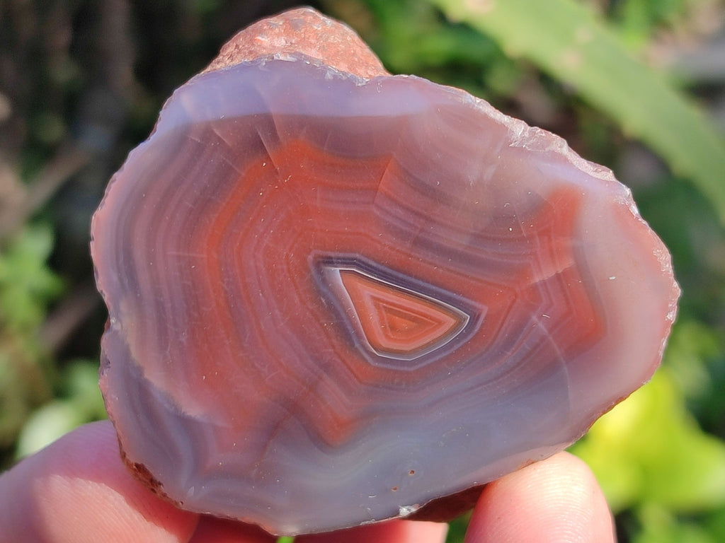 Polished On One Side Red Sashe River Agate Nodules x 20 From Zimbabwe - Toprock Gemstones and Minerals 