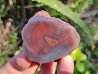 Polished On One Side Red Sashe River Agate Nodules x 20 From Zimbabwe
