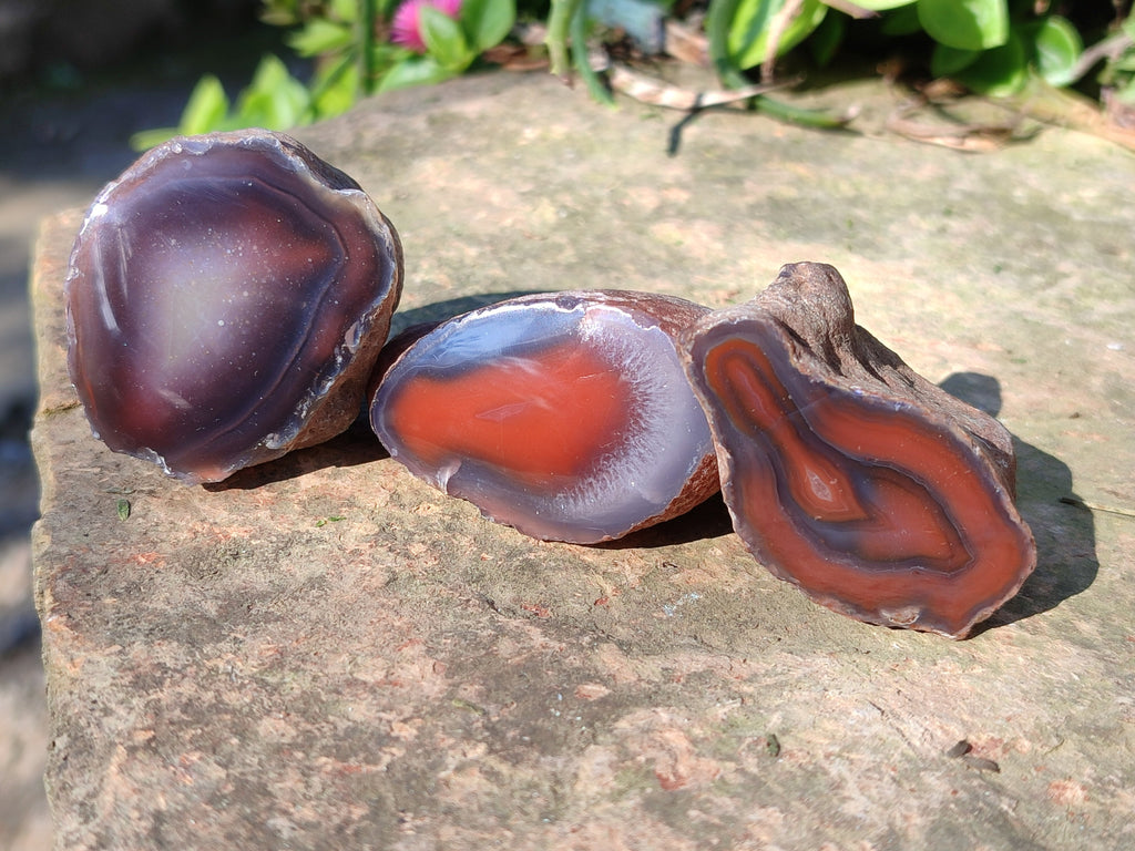 Polished On One Side Red Sashe River Agate Nodules x 20 From Zimbabwe - Toprock Gemstones and Minerals 