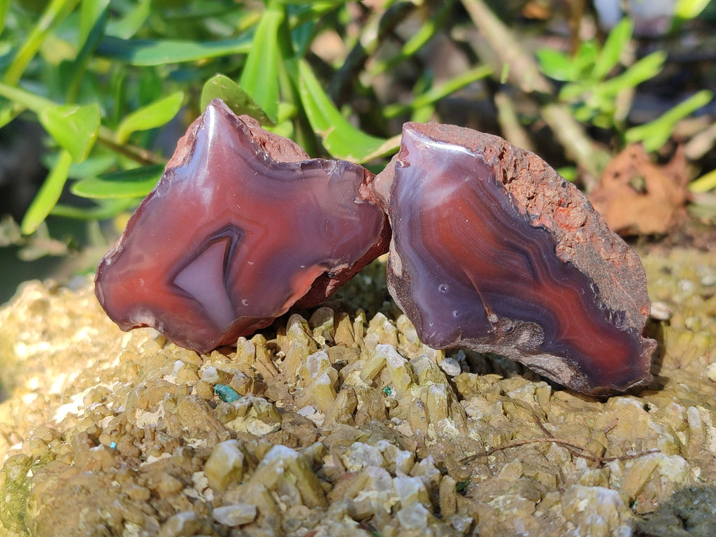 Polished On One Side Red Sashe River Agate Nodules x 20 From Zimbabwe - Toprock Gemstones and Minerals 