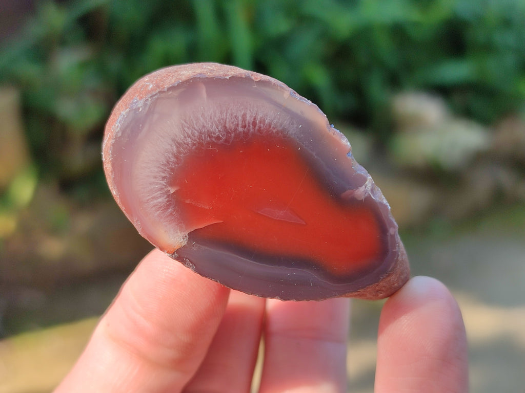 Polished On One Side Red Sashe River Agate Nodules x 20 From Zimbabwe - Toprock Gemstones and Minerals 