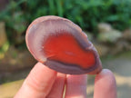 Polished On One Side Red Sashe River Agate Nodules x 20 From Zimbabwe - Toprock Gemstones and Minerals 