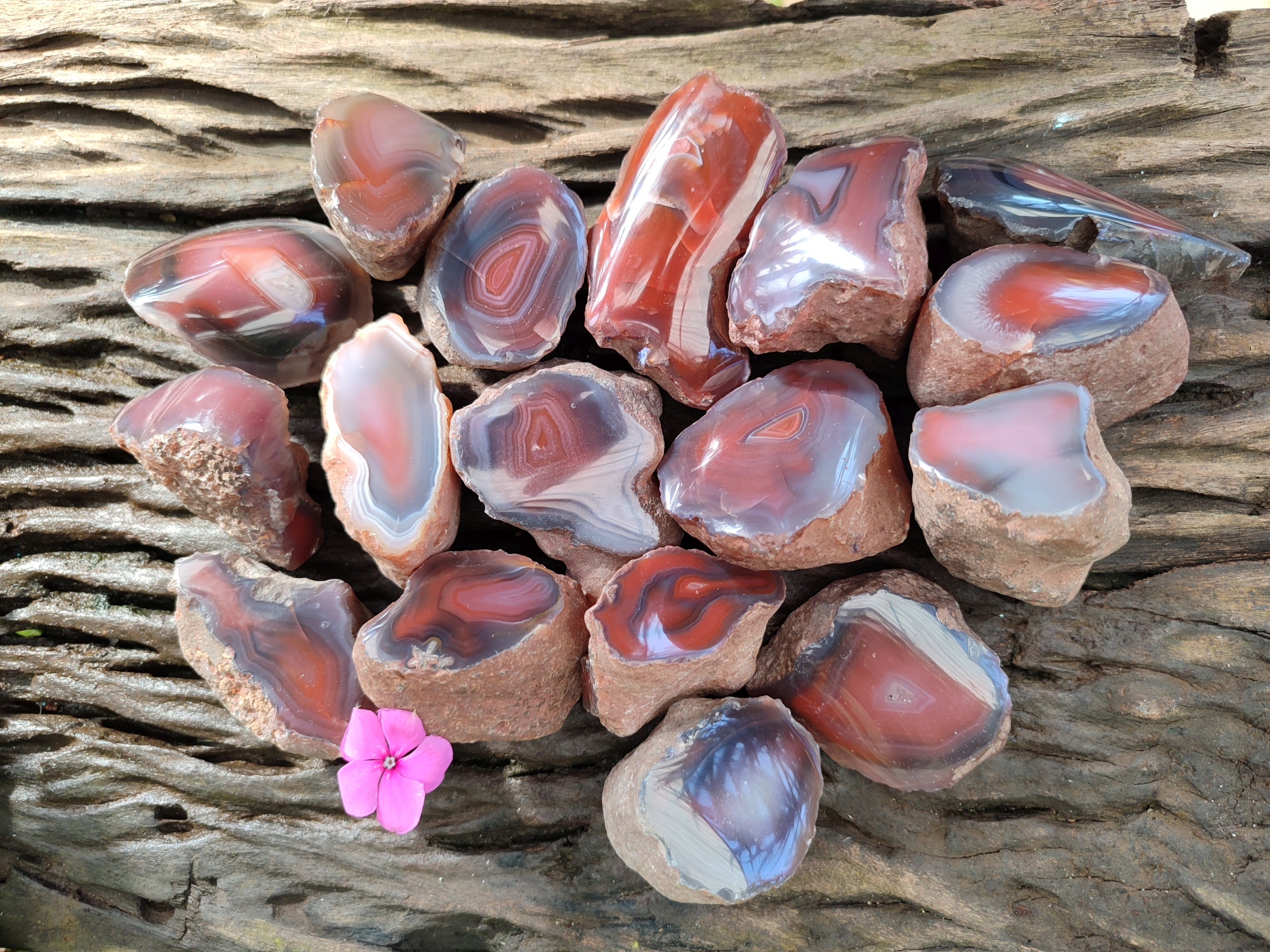 Polished On One Side Red Sashe River Agate Nodules x 20 From Zimbabwe - Toprock Gemstones and Minerals 