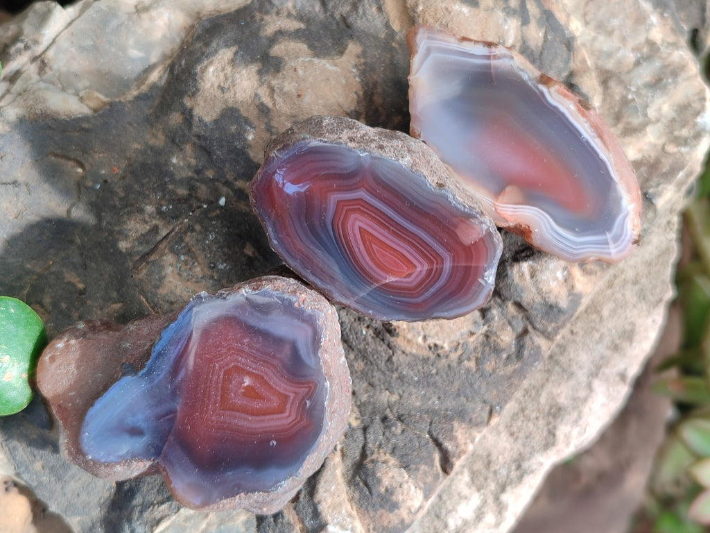 Polished On One Side Red Sashe River Agate Nodules x 20 From Zimbabwe - Toprock Gemstones and Minerals 
