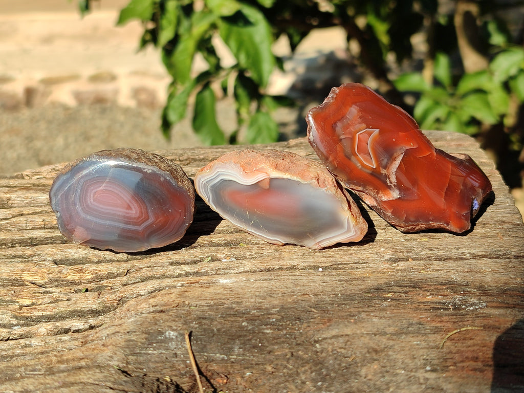 Polished On One Side Red Sashe River Agate Nodules x 20 From Zimbabwe - Toprock Gemstones and Minerals 
