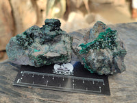 Natural Libethenite Crystals and Malachite On Dolomite Matrix Specimens x 6 From Shituru, Congo