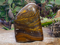 Polished Golden River Tigers Eye Standing Free Forms x 2 From Prieska, South Africa