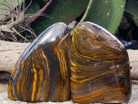 Polished Golden River Tigers Eye Standing Free Forms x 2 From Prieska, South Africa