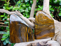Polished Golden River Tigers Eye Standing Free Forms x 2 From Prieska, South Africa