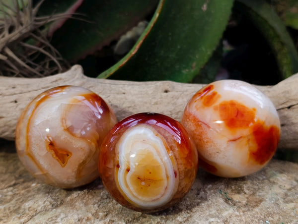 Polished Carnelian Agate Spheres x 3 From Madagascar