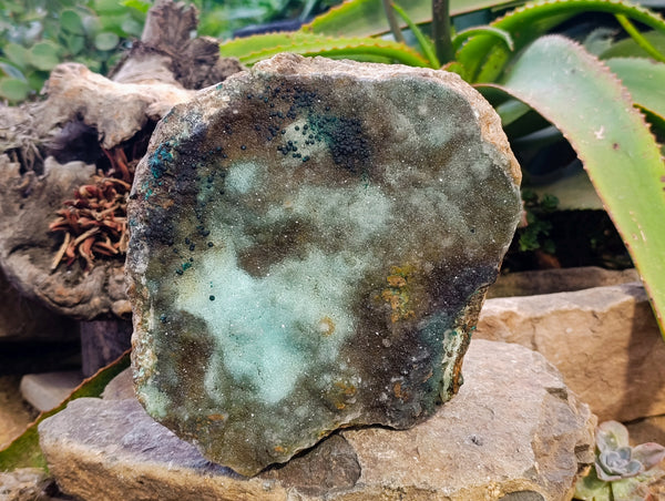 Natural XL Drusy Coated Chrysocolla on Dolomite with Ball Malachite Specimen x 1 From Congo