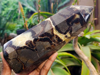 Polished Fossilized Septerye Point x 1 From Mahajanga, Madagascar - Toprock Gemstones and Minerals 