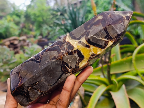 Polished Fossilized Septerye Point x 1 From Mahajanga, Madagascar