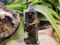 Polished Fossilized Septerye Point x 1 From Mahajanga, Madagascar - Toprock Gemstones and Minerals 