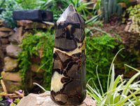 Polished Fossilized Septerye Point x 1 From Mahajanga, Madagascar - Toprock Gemstones and Minerals 