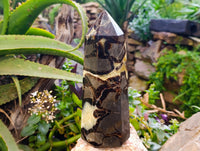 Polished Fossilized Septerye Point x 1 From Mahajanga, Madagascar - Toprock Gemstones and Minerals 