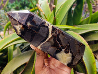 Polished Fossilized Septerye Point x 1 From Mahajanga, Madagascar - Toprock Gemstones and Minerals 