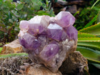 Natural Jacaranda Amethyst Quartz Cluster x 1 From Mumbwa, Zambia - Toprock Gemstones and Minerals 