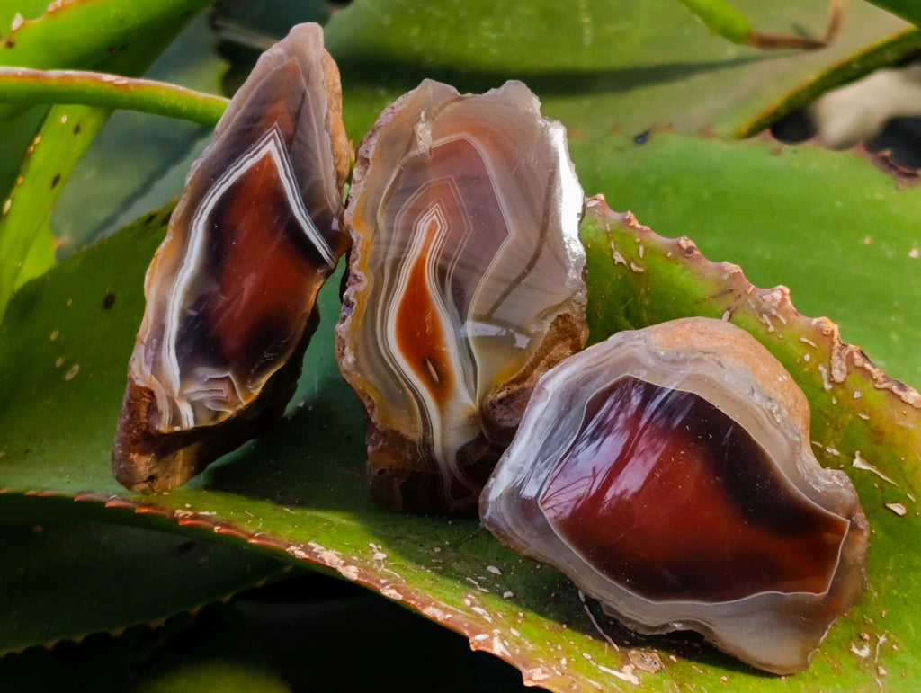 Polished On One Side Red Sashe River Agate Nodules x 24 From Zimbabwe - Toprock Gemstones and Minerals 