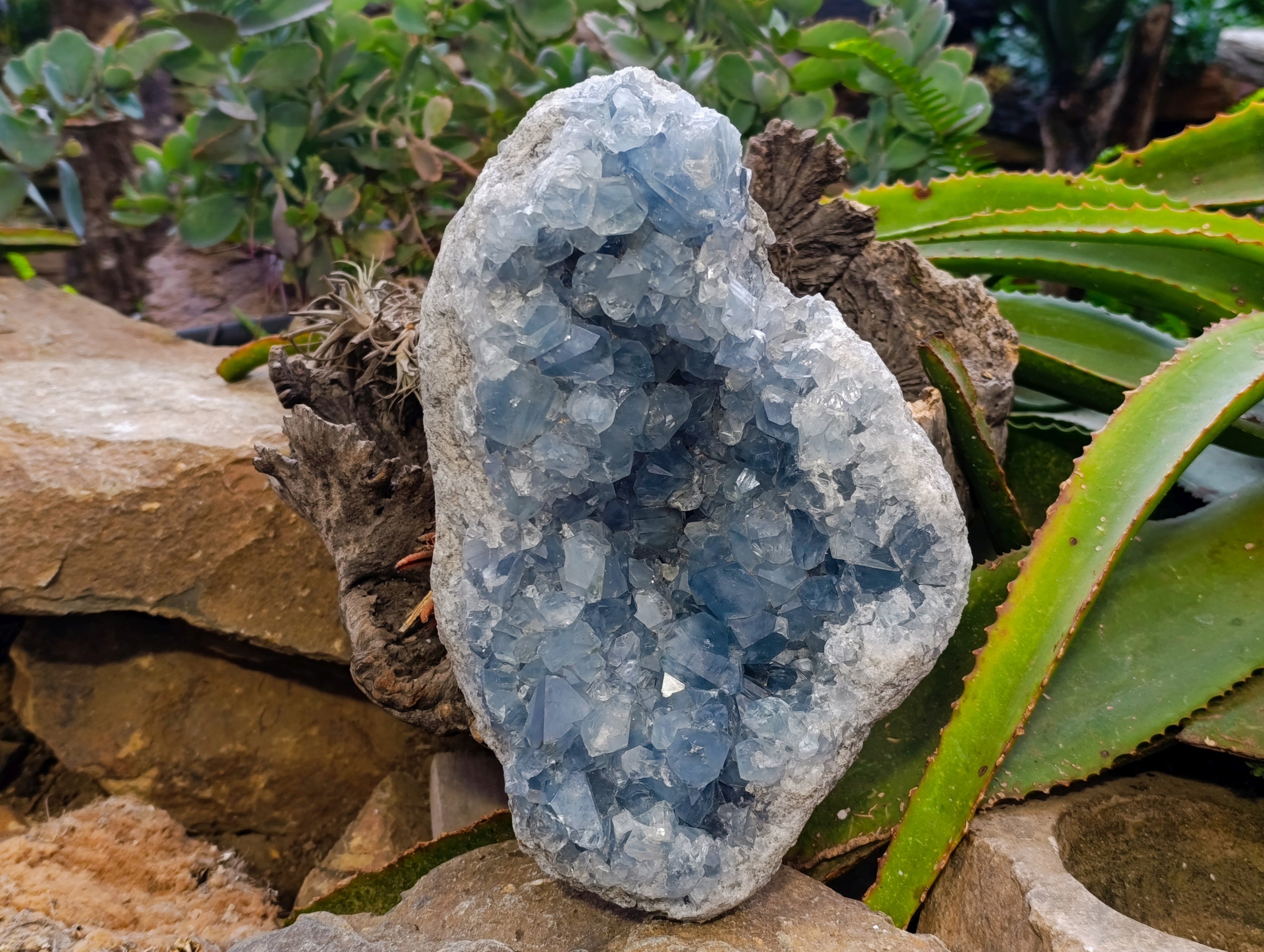 Natural Large Celestite Geode Specimen x 1 From Sakoany, Madagascar - Toprock Gemstones and Minerals 
