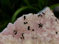 Natural Extremely Rare Collectable Rhodocalcite Specimen with Kolwezite x 1 From Congo