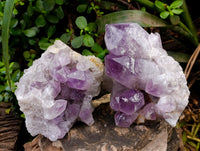 Natural Jacaranda Amethyst Quartz Cluster x 2 From Mumbwa, Zambia - Toprock Gemstones and Minerals 