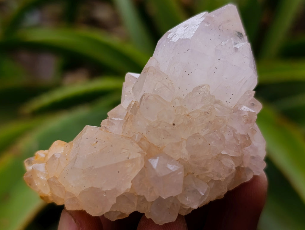 Natural Ametrine Spirit Quartz Clusters x 12 From Boekenhouthoek, South Africa - Toprock Gemstones and Minerals 