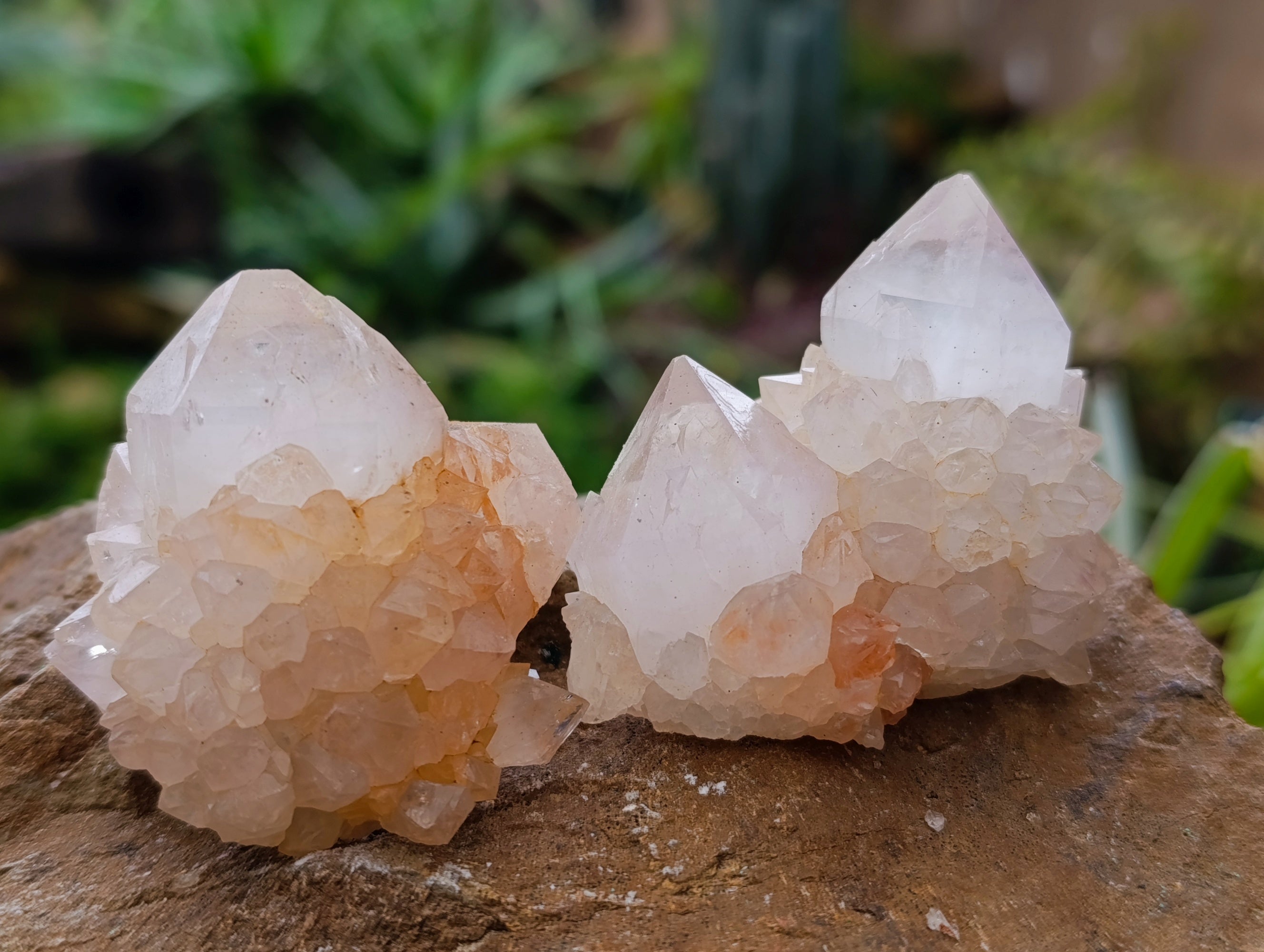 Natural Ametrine Spirit Quartz Clusters x 12 From Boekenhouthoek, South Africa - Toprock Gemstones and Minerals 
