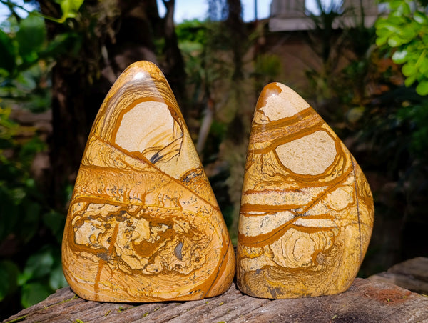 Polished Picture Stone Jasper Standing Free Forms x 2 From Ais-Ais, Namibia