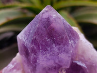 Natural Jacaranda Amethyst Clusters x 3 From Zambia