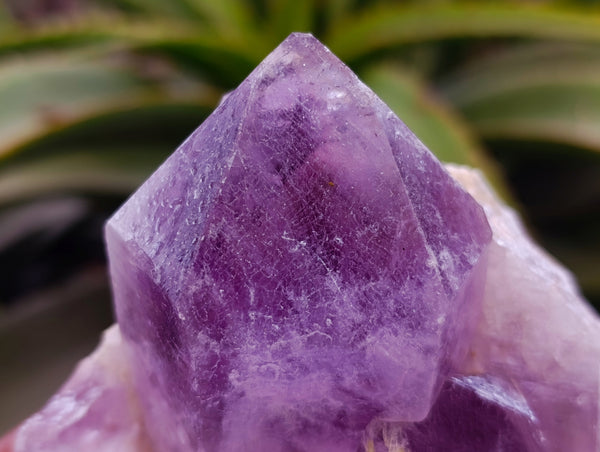 Natural Jacaranda Amethyst Clusters x 3 From Zambia