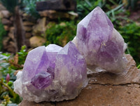 Natural Jacaranda Amethyst Clusters x 3 From Zambia