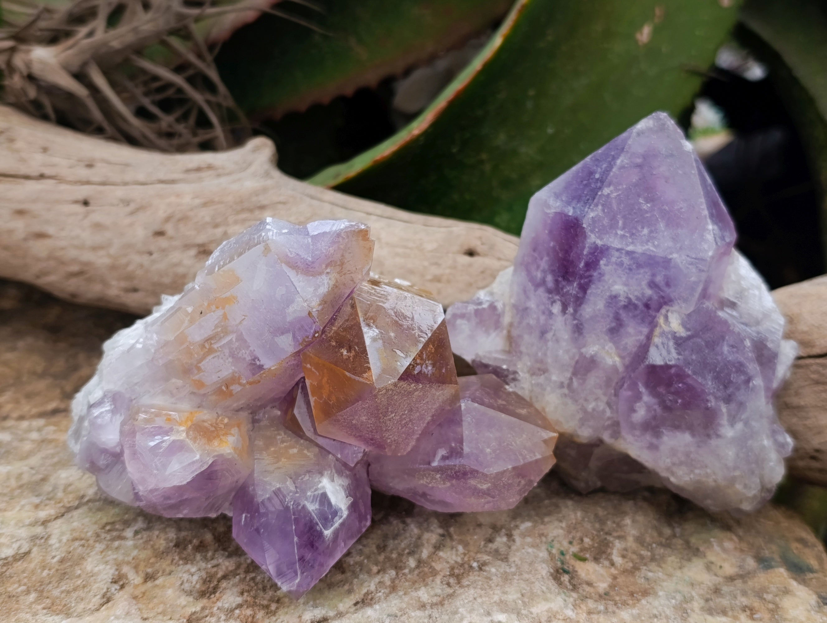 Natural Jacaranda Amethyst Clusters x 3 From Zambia - Toprock Gemstones and Minerals 