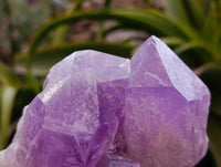 Natural Jacaranda Amethyst Clusters x 3 From Zambia