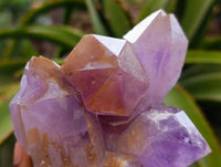 Natural Jacaranda Amethyst Clusters x 3 From Zambia