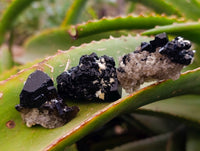 Natural Schorl Black Tourmaline, Smokey Quartz and Fluorite Specimens x 35 From Erongo, Namibia