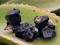 Natural Schorl Black Tourmaline, Smokey Quartz and Fluorite Specimens x 35 From Erongo, Namibia
