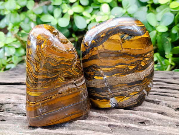 Polished Golden River Tigers Eye Standing Free Forms x 2 From Prieska, South Africa