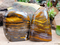 Polished Golden River Tigers Eye Standing Free Forms x 2 From Prieska, South Africa