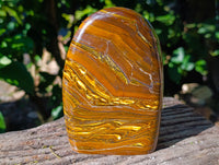 Polished Golden River Tigers Eye Standing Free Forms x 2 From Prieska, South Africa - Toprock Gemstones and Minerals 